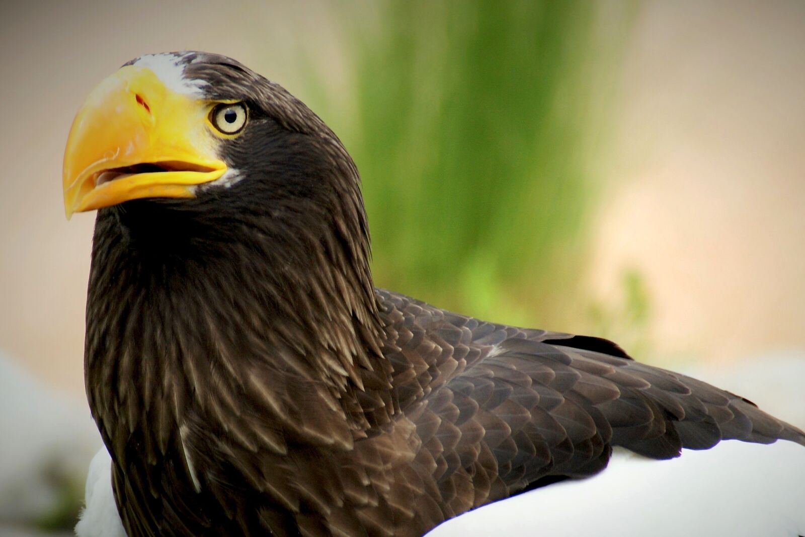 Sony Alpha DSLR-A350 sample photo. White tailed eagle, bird photography