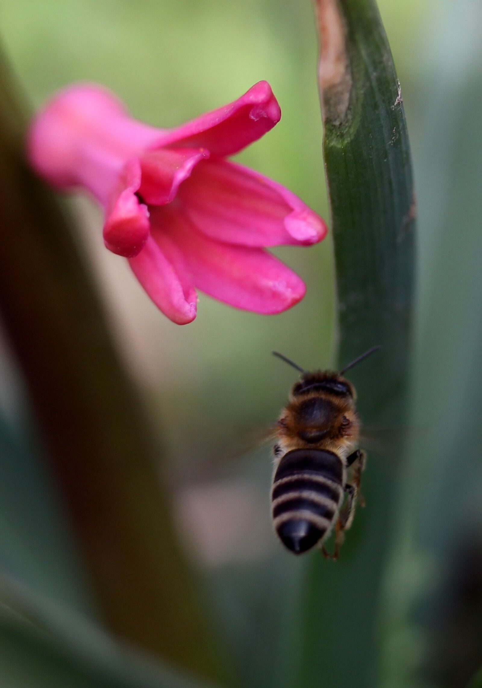 Canon EF-S 60mm F2.8 Macro USM sample photo. Hyacinth, bee, flight photography
