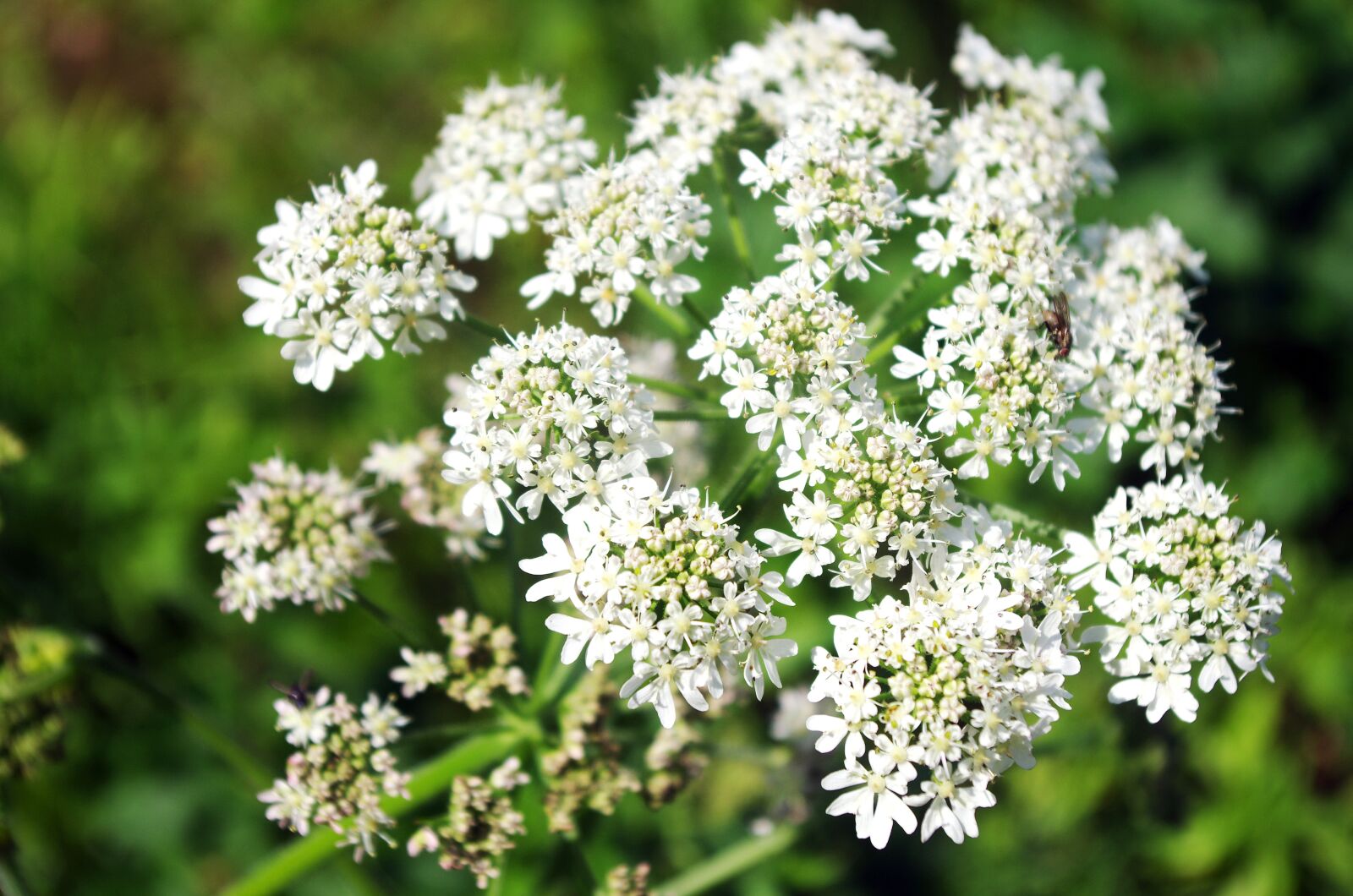 Pentax K-5 sample photo. Umbel, carrot, flower photography