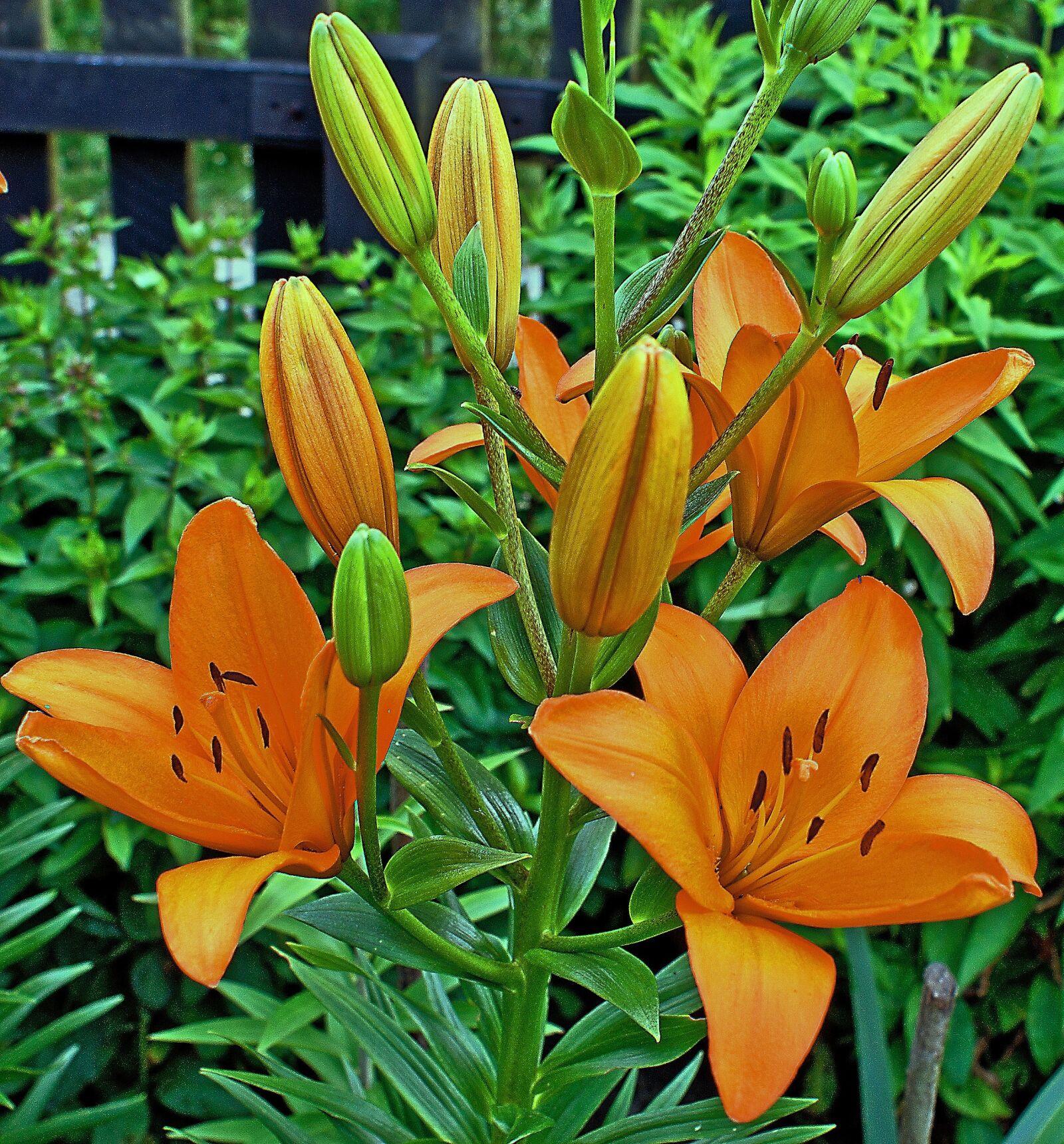 Sony Alpha DSLR-A100 sample photo. Lily, the flower, flower photography