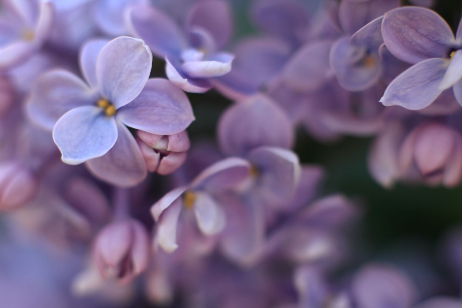 Canon EOS 60D + Canon EF 50mm F1.4 USM sample photo. Lilac, purple, plant photography