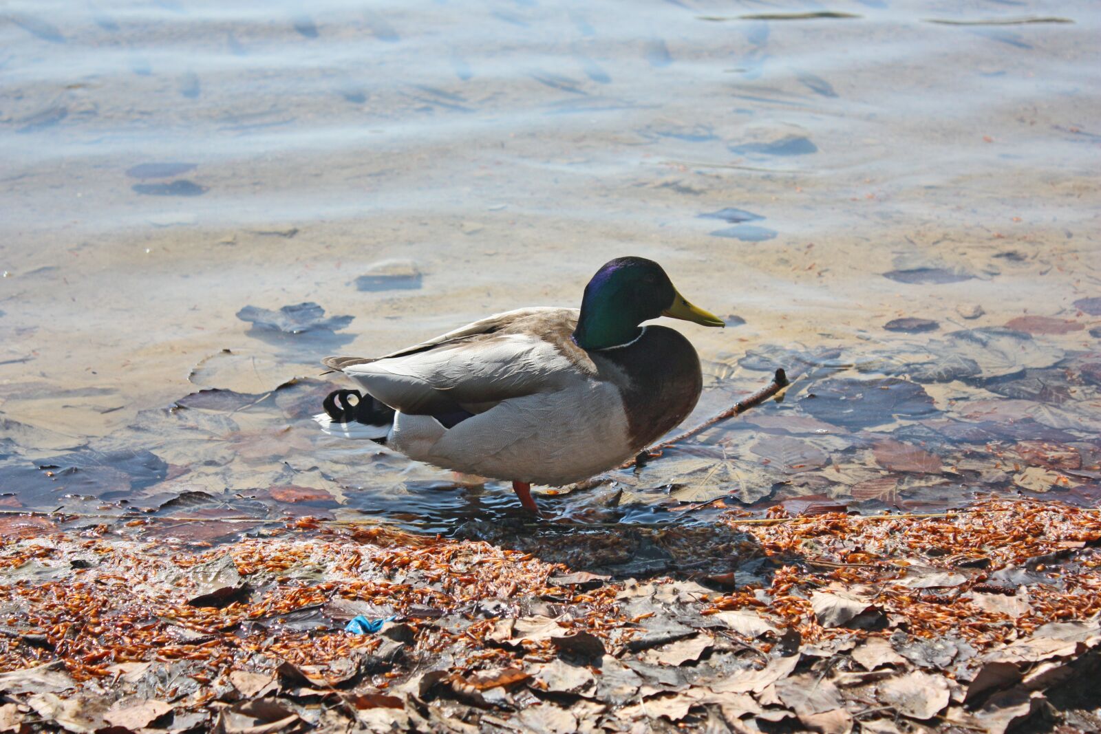 Canon EOS 450D (EOS Rebel XSi / EOS Kiss X2) sample photo. Duck, animal, lake photography