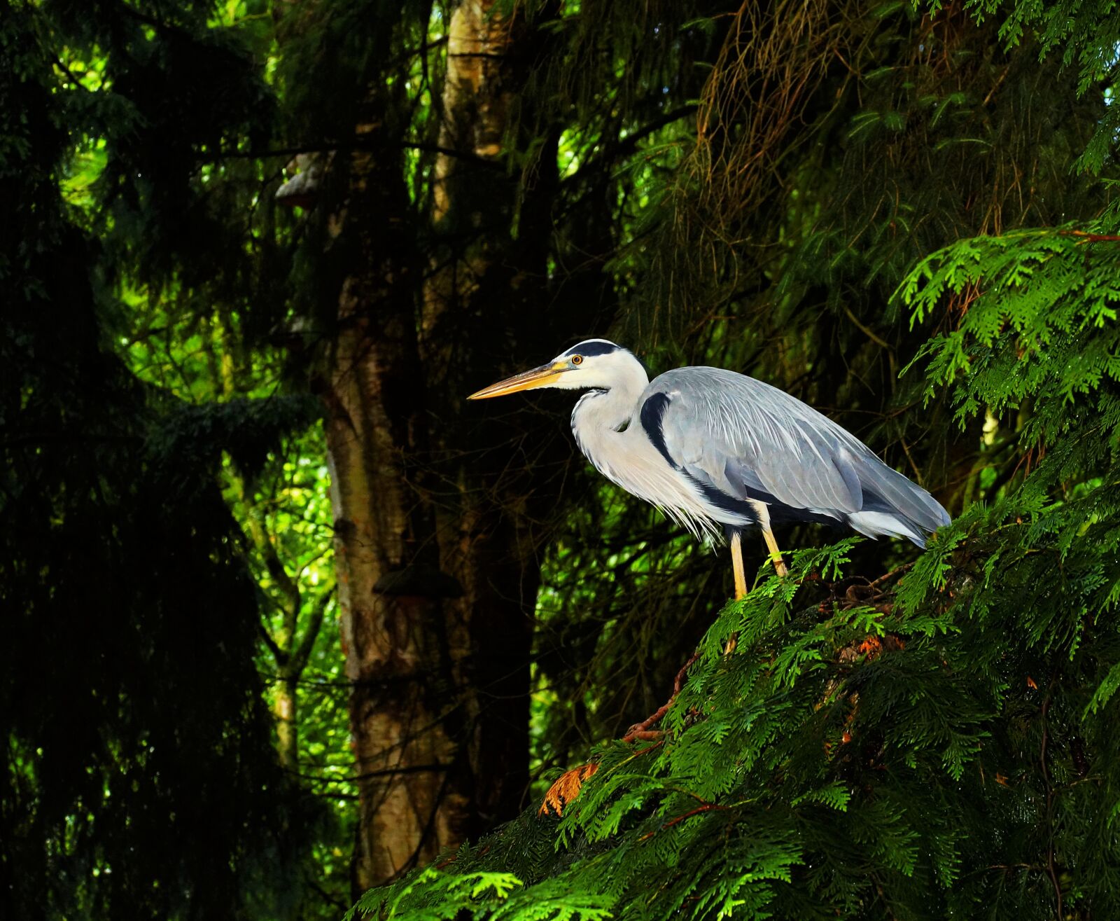 Sony a99 II sample photo. Bird, grey heron, heron photography