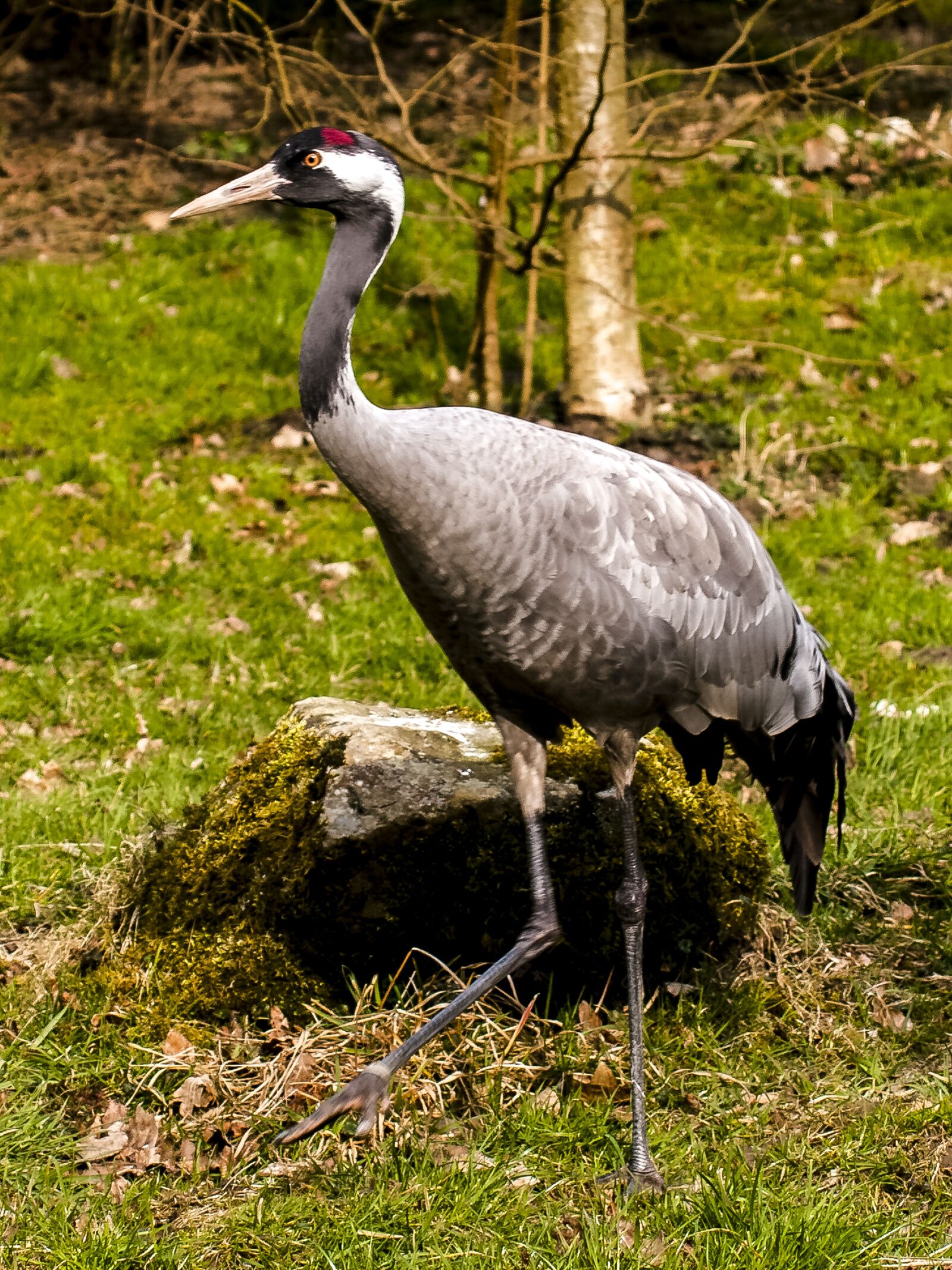 Olympus E-3 sample photo. Crane, bird, animal photography