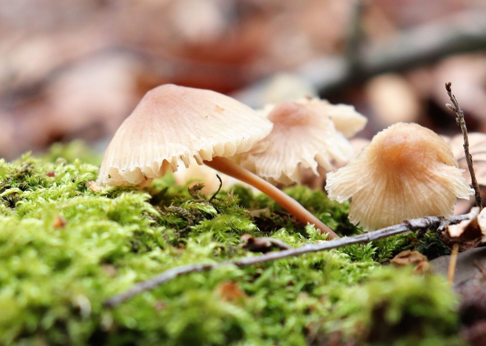 Canon EOS 200D (EOS Rebel SL2 / EOS Kiss X9) sample photo. Nature, forest, mushrooms photography