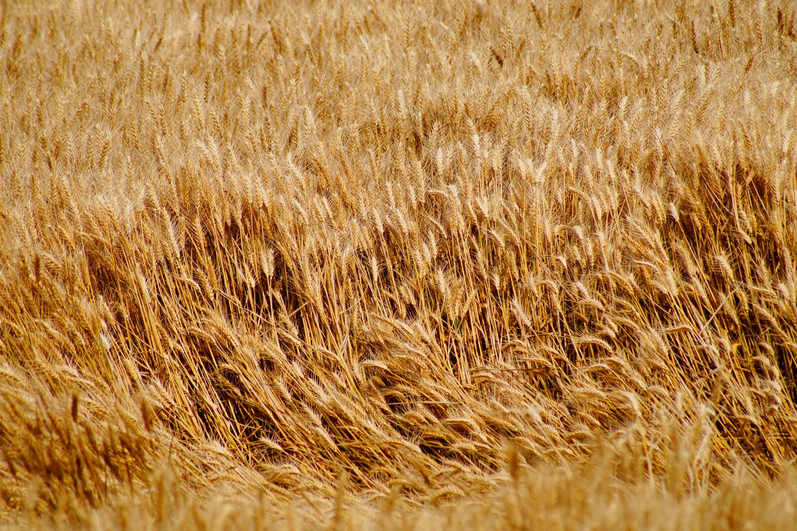 Sony SLT-A58 sample photo. Wheat, wheat fields, cereals photography