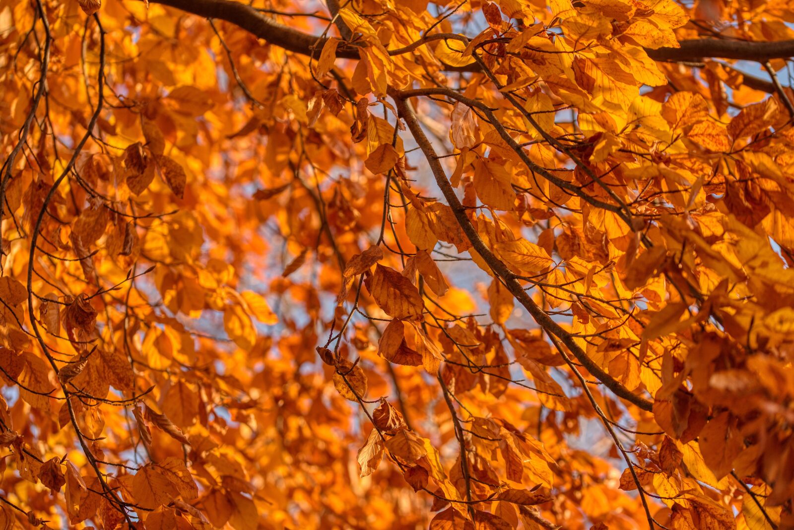 Nikon D750 sample photo. Birch, tree, branch photography