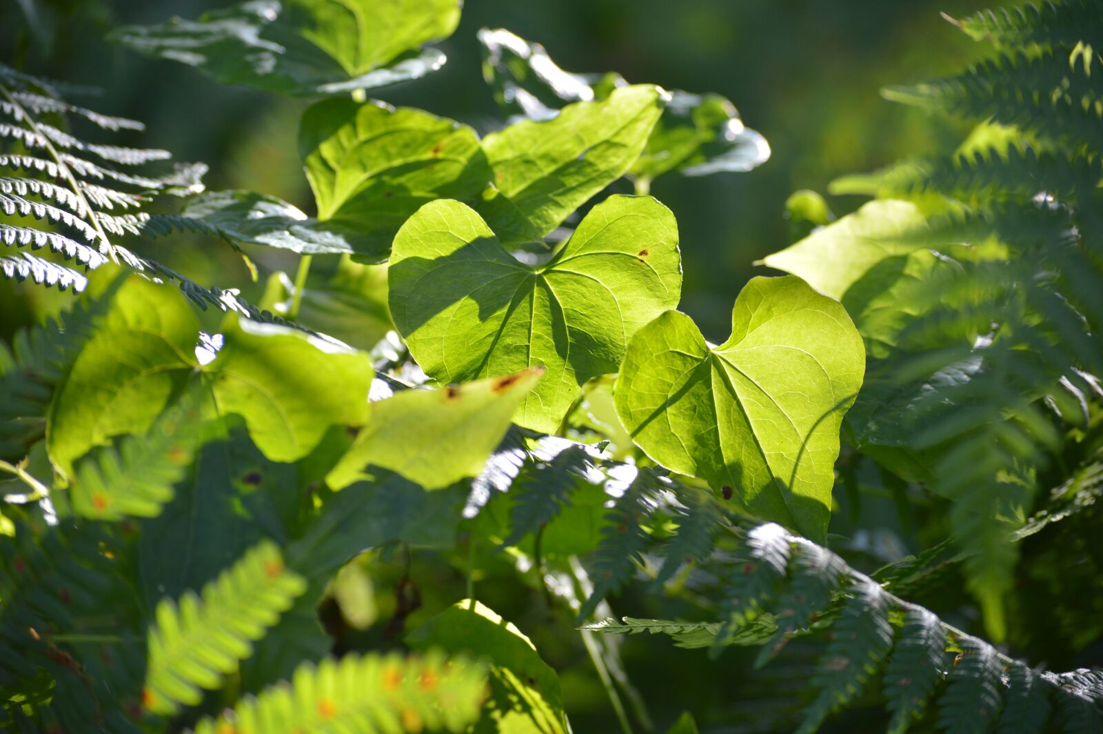 Nikon D3200 sample photo. Nature, heart, abstract photography