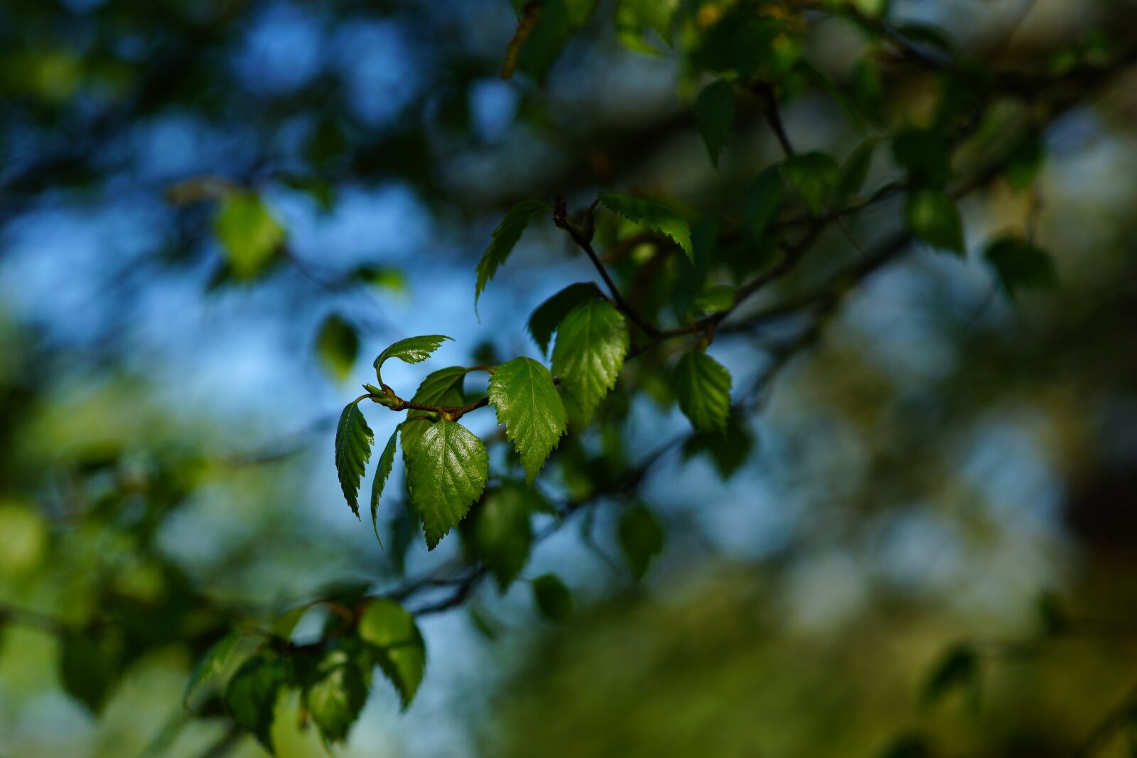 Sony a99 II + Minolta AF 100mm F2.8 Macro [New] sample photo. Branch, leaves, spring photography