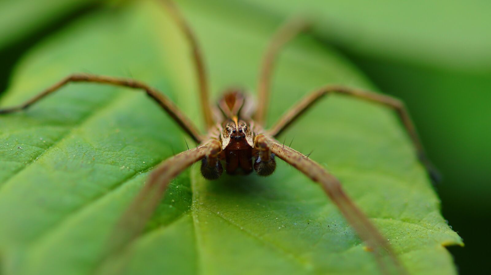 Canon EOS M50 (EOS Kiss M) sample photo. Spider, garden, insect photography