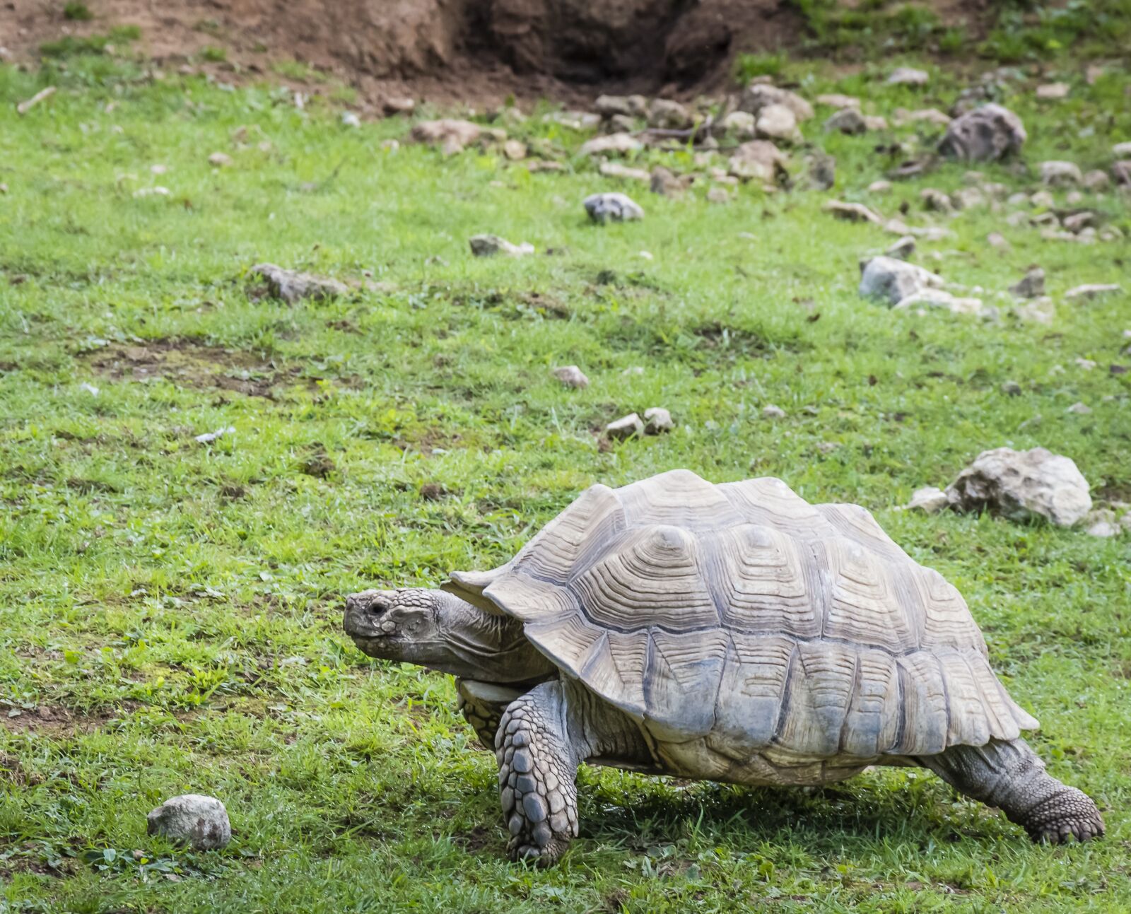 Nikon D7200 sample photo. Tortoise, large, wildlife photography