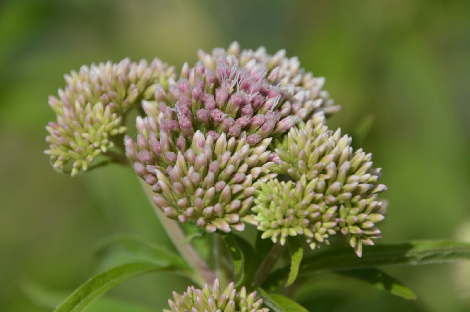 Nikon D3200 sample photo. Asclepias incarnata, milkweed red photography
