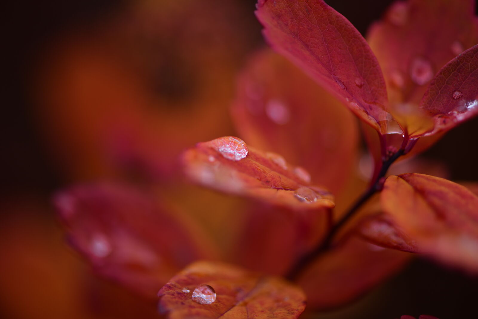 Nikon D810 sample photo