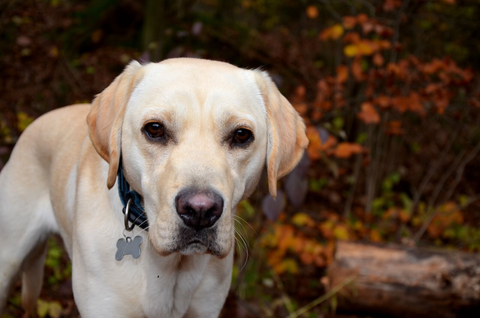 Nikon D5100 sample photo. Labrador, retriever, dog photography