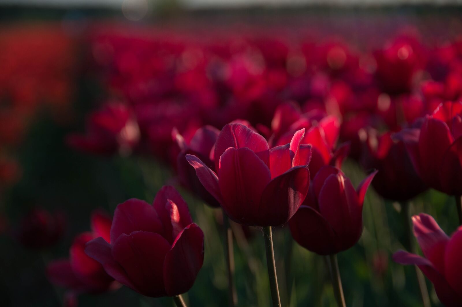 Nikon D300 sample photo. Tulips, flowers, spring photography
