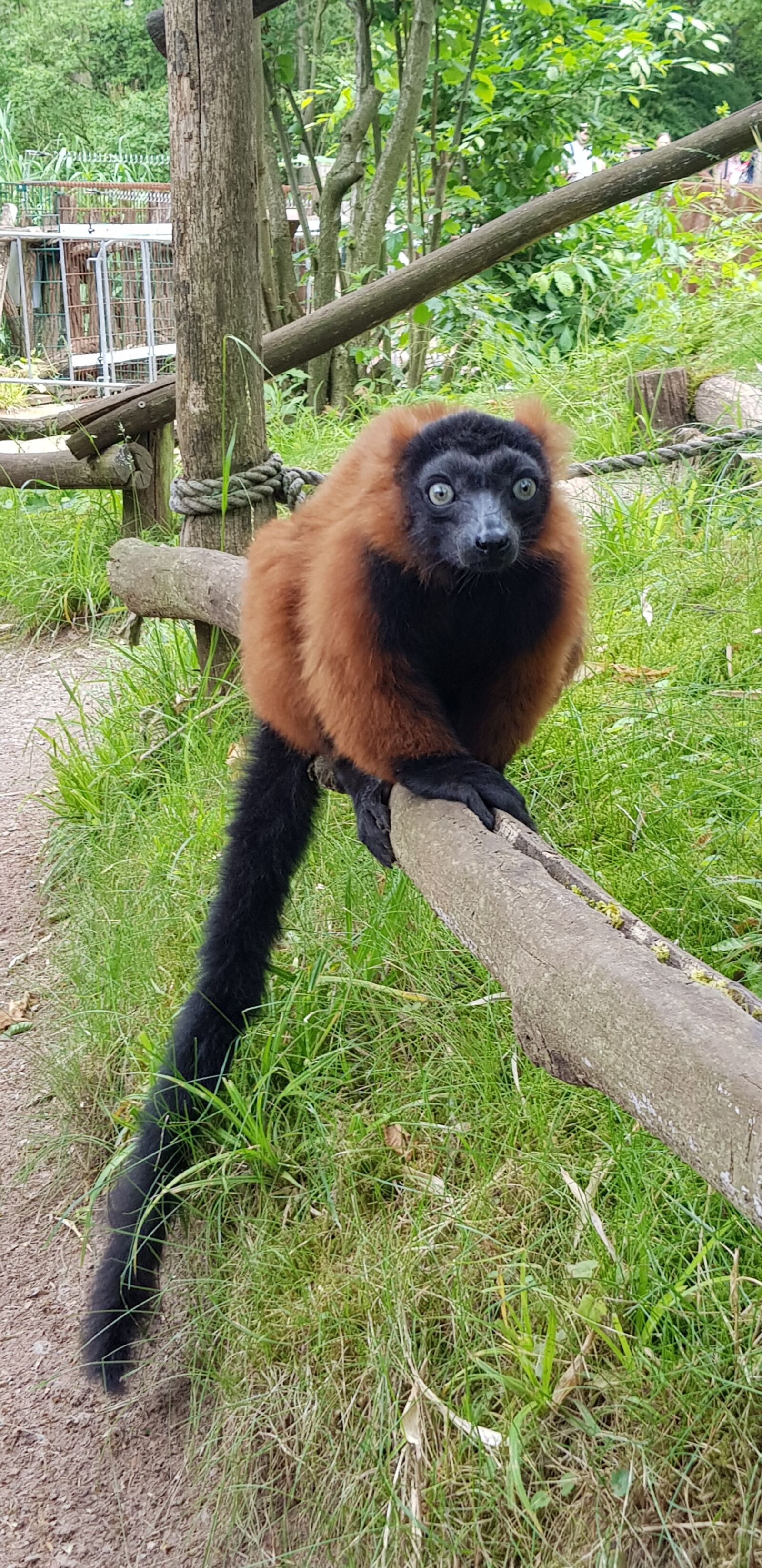 Samsung Galaxy S8 sample photo. Red vari, animal, zoo photography