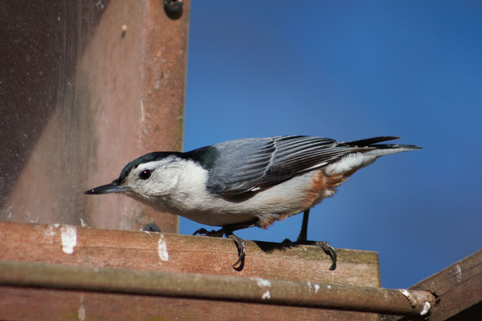 Canon EOS 550D (EOS Rebel T2i / EOS Kiss X4) sample photo. Bird, wildlife, outdoors photography