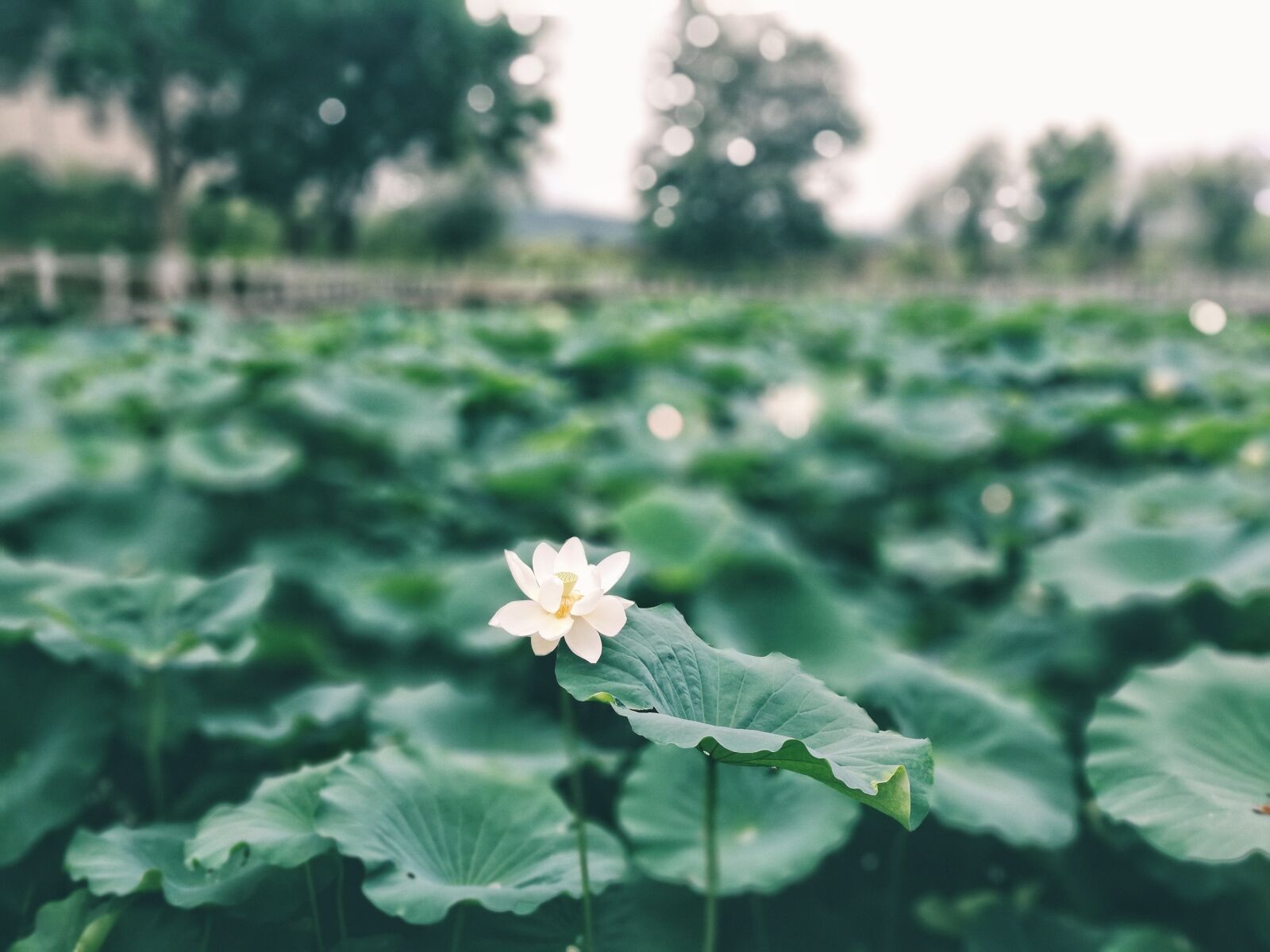 HUAWEI P9 sample photo. Lotus leaf, lotus, green photography
