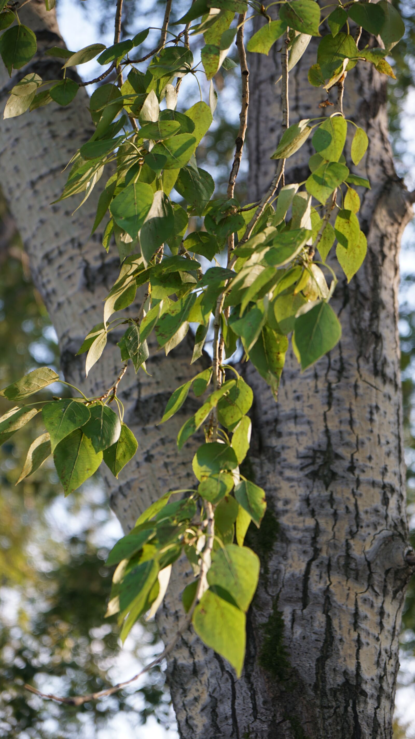 Sony a6000 + Sony Vario-Tessar T* E 16-70mm F4 ZA OSS sample photo. Leaves, tree, nature photography