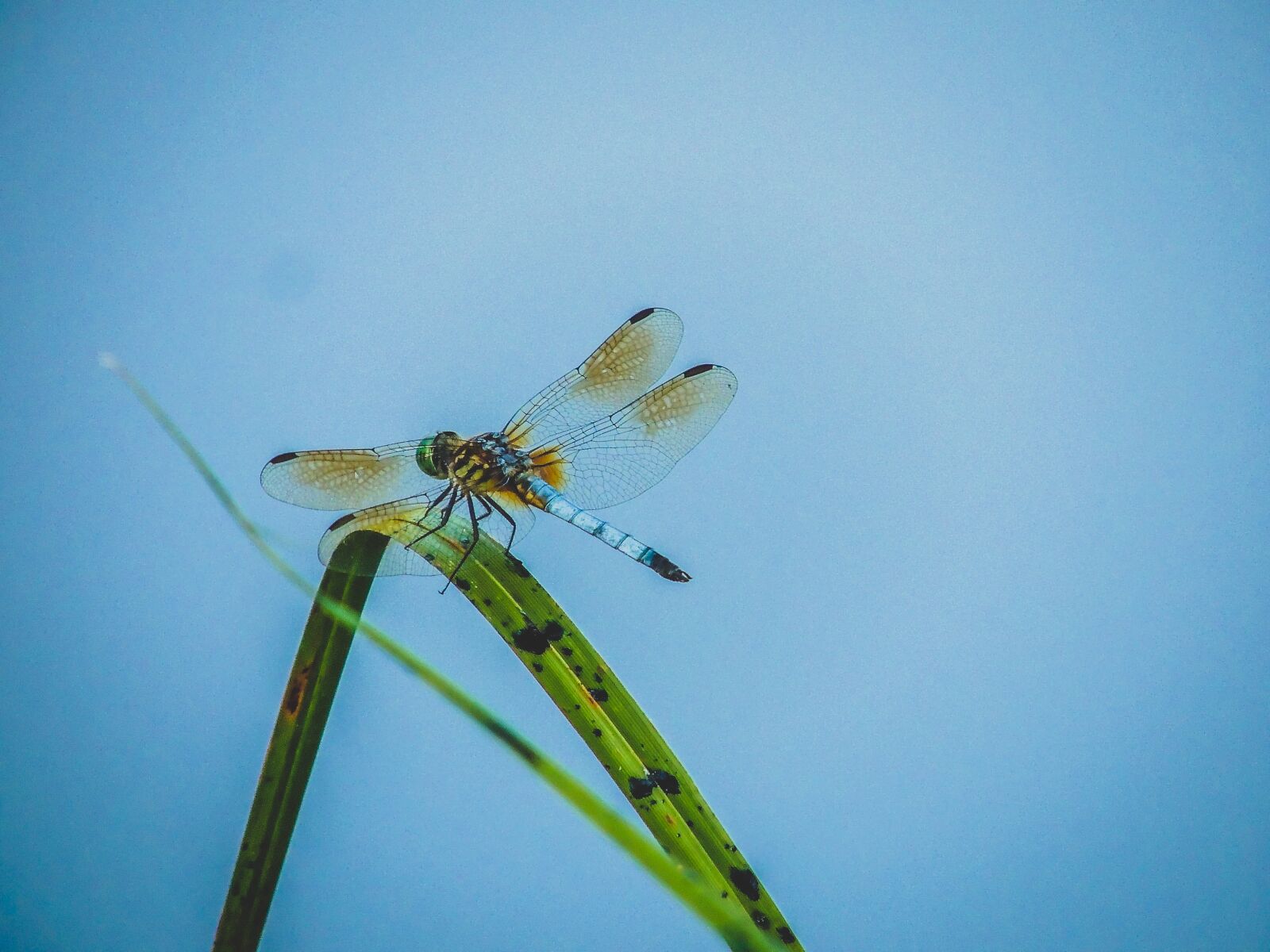 Nikon Coolpix P510 sample photo. Dragonfly, bug, insect photography