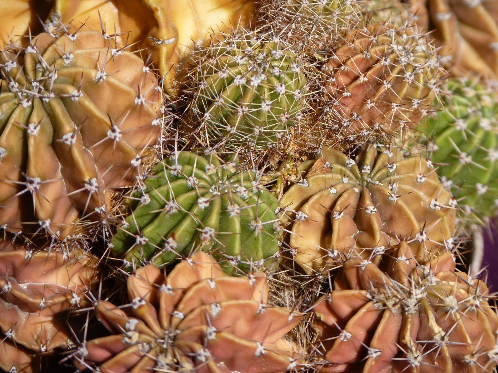Panasonic Lumix DMC-FZ35 (Lumix DMC-FZ38) sample photo. Cactus, plant, prickly photography