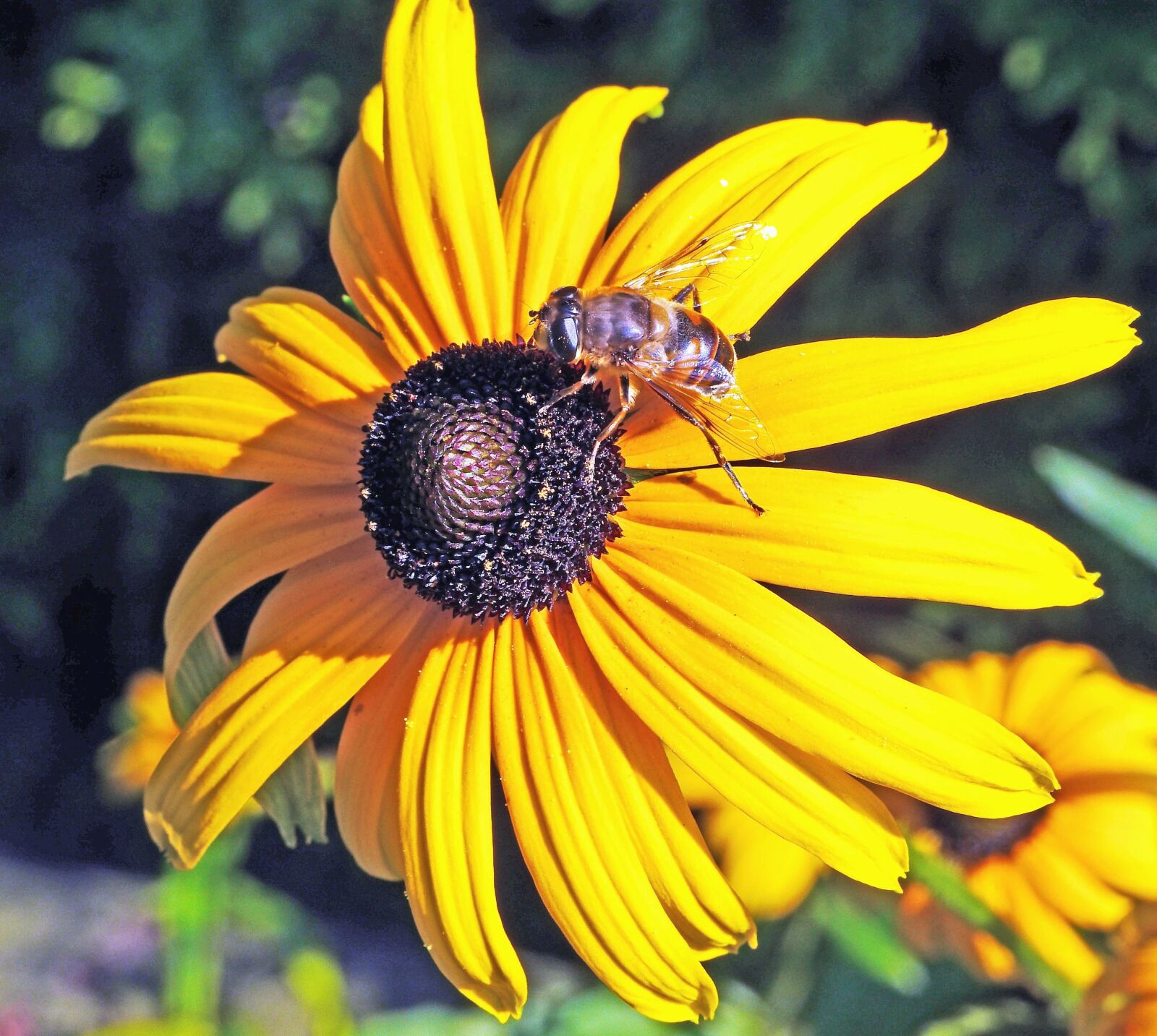 Panasonic Lumix DMC-GH3 sample photo. Flower, bee, pollen, summer photography