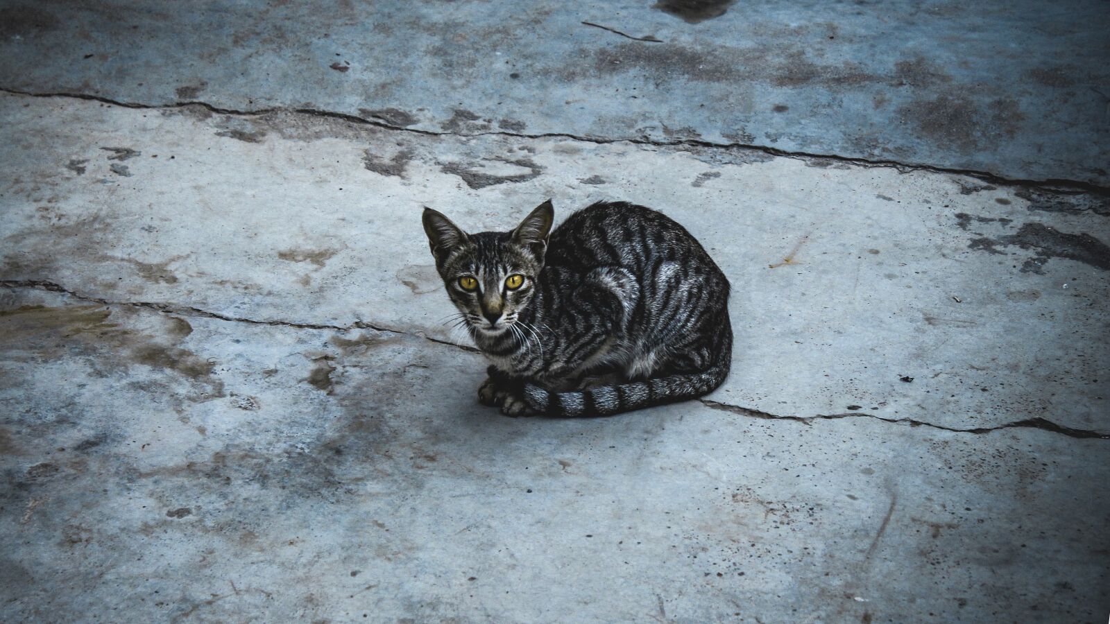 Canon EOS 700D (EOS Rebel T5i / EOS Kiss X7i) sample photo. Cat, pat, animal photography