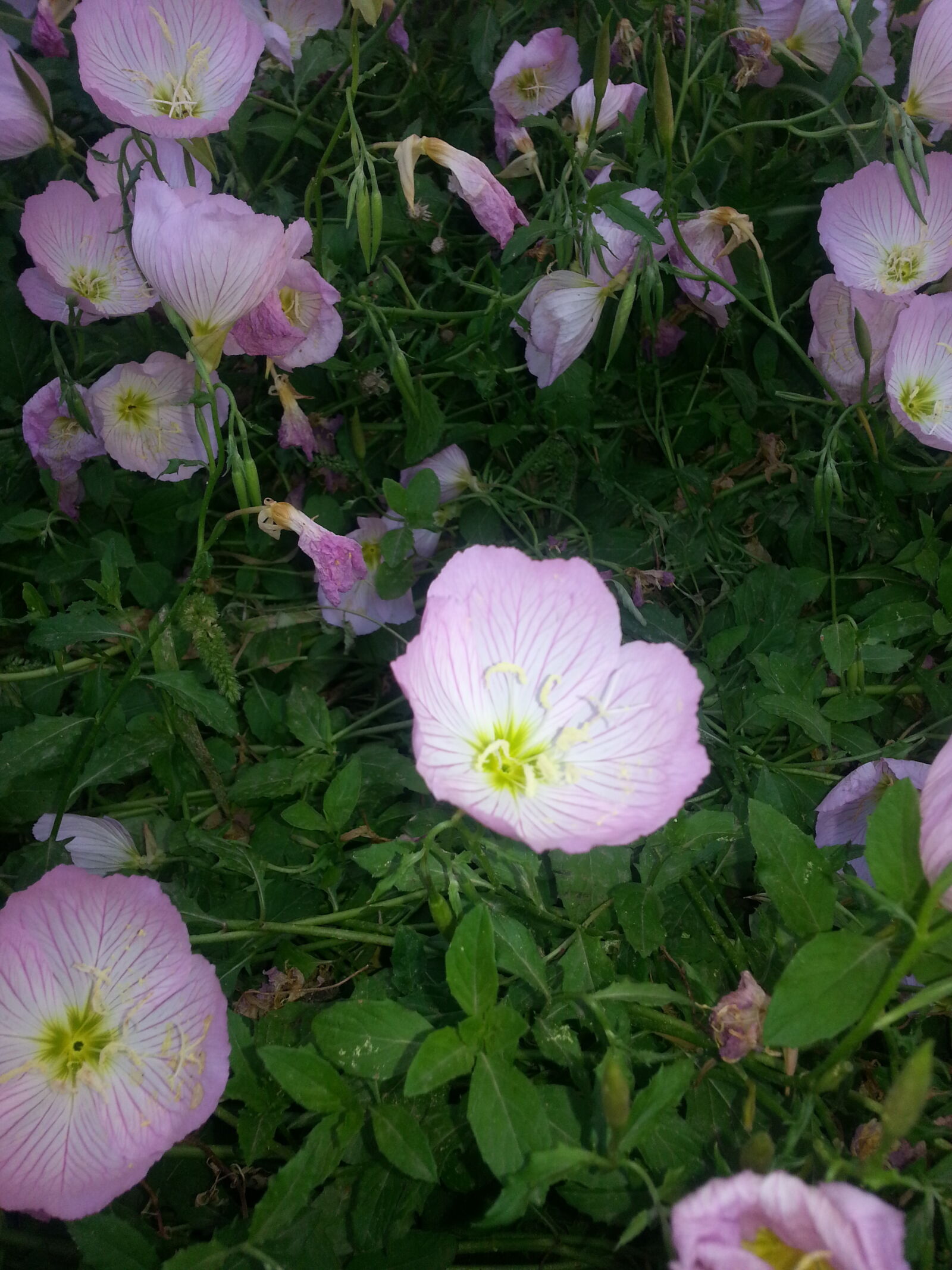 Samsung Galaxy S3 sample photo