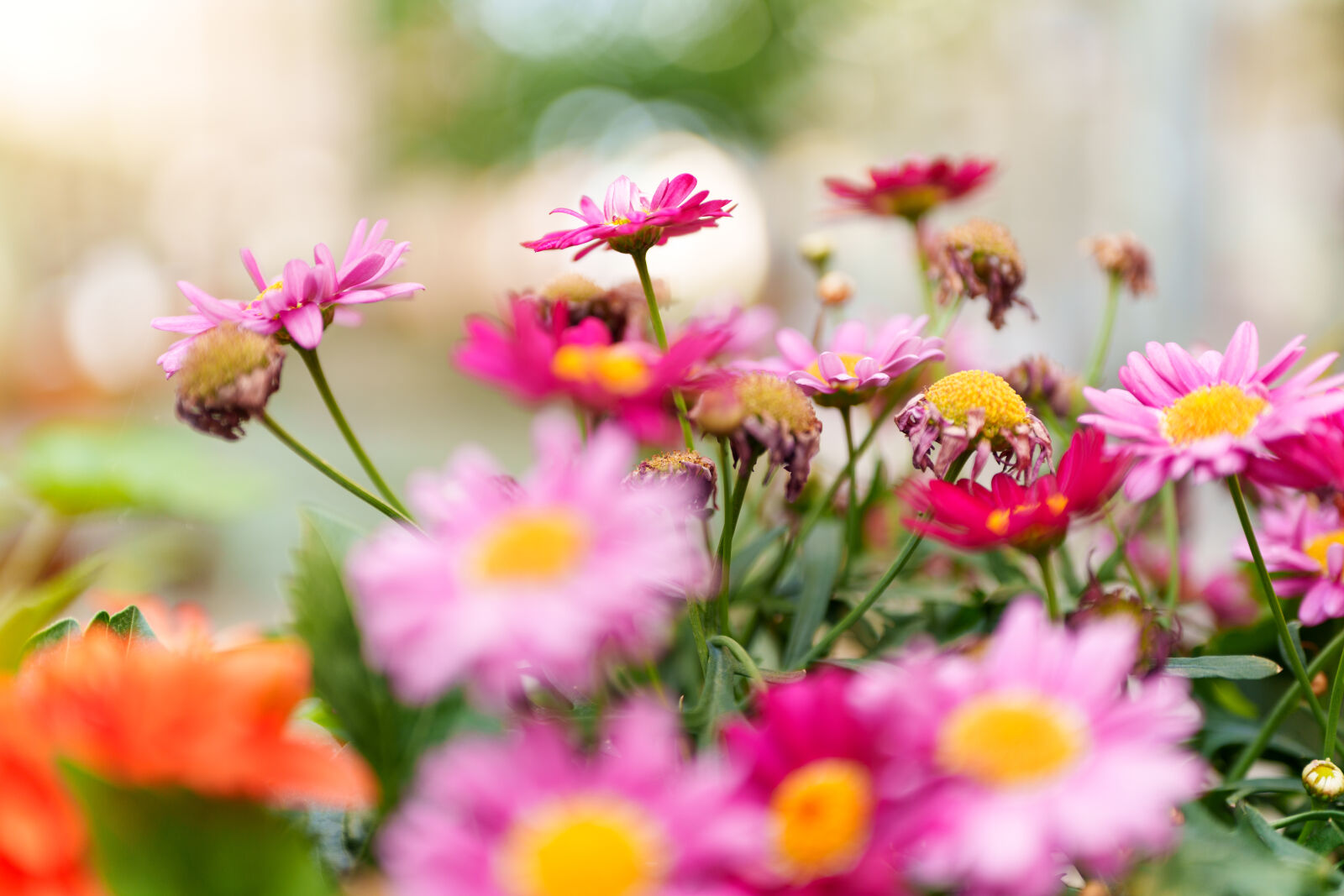 Sigma 28-45mm F1.8 DG DN Art sample photo. Flower bokeh photography