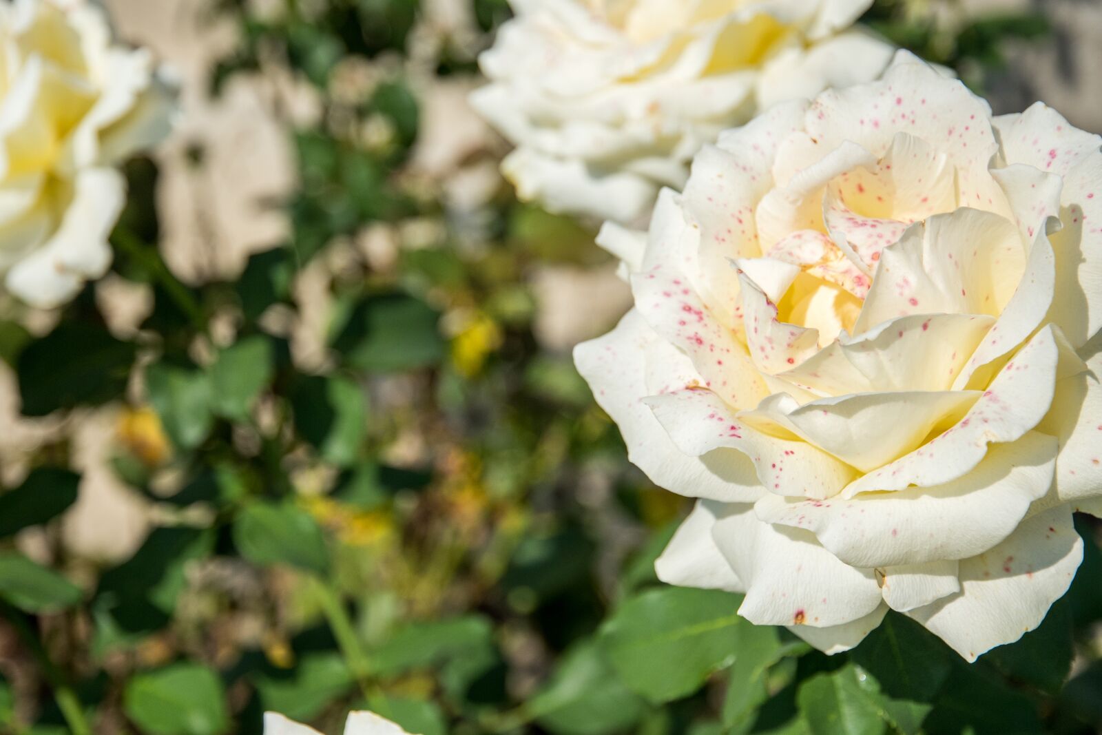 Nikon D750 sample photo. White, rose, green photography