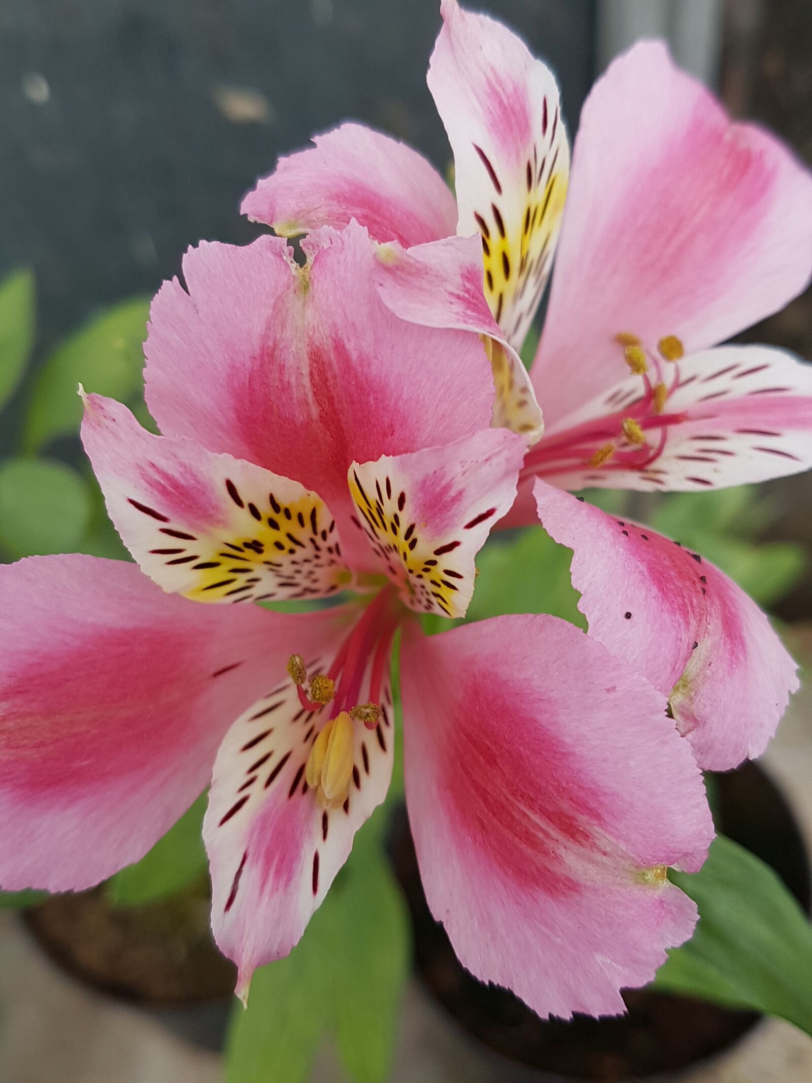 Samsung Galaxy S7 Edge sample photo. Flower, nature, plant photography