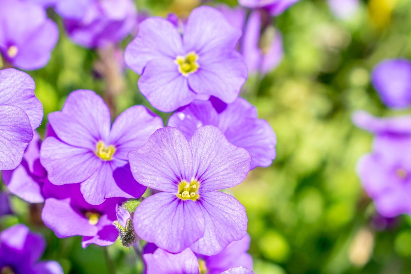 Nikon D5300 sample photo. Flower, purple, garden photography