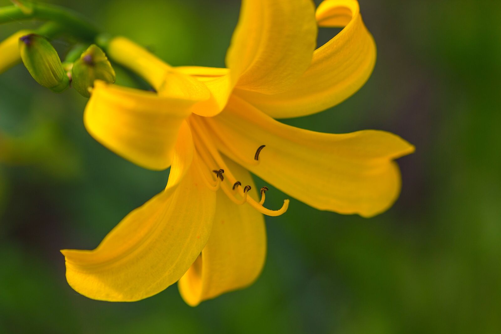 Canon EOS 600D (Rebel EOS T3i / EOS Kiss X5) sample photo. Flower, lily, yellow photography