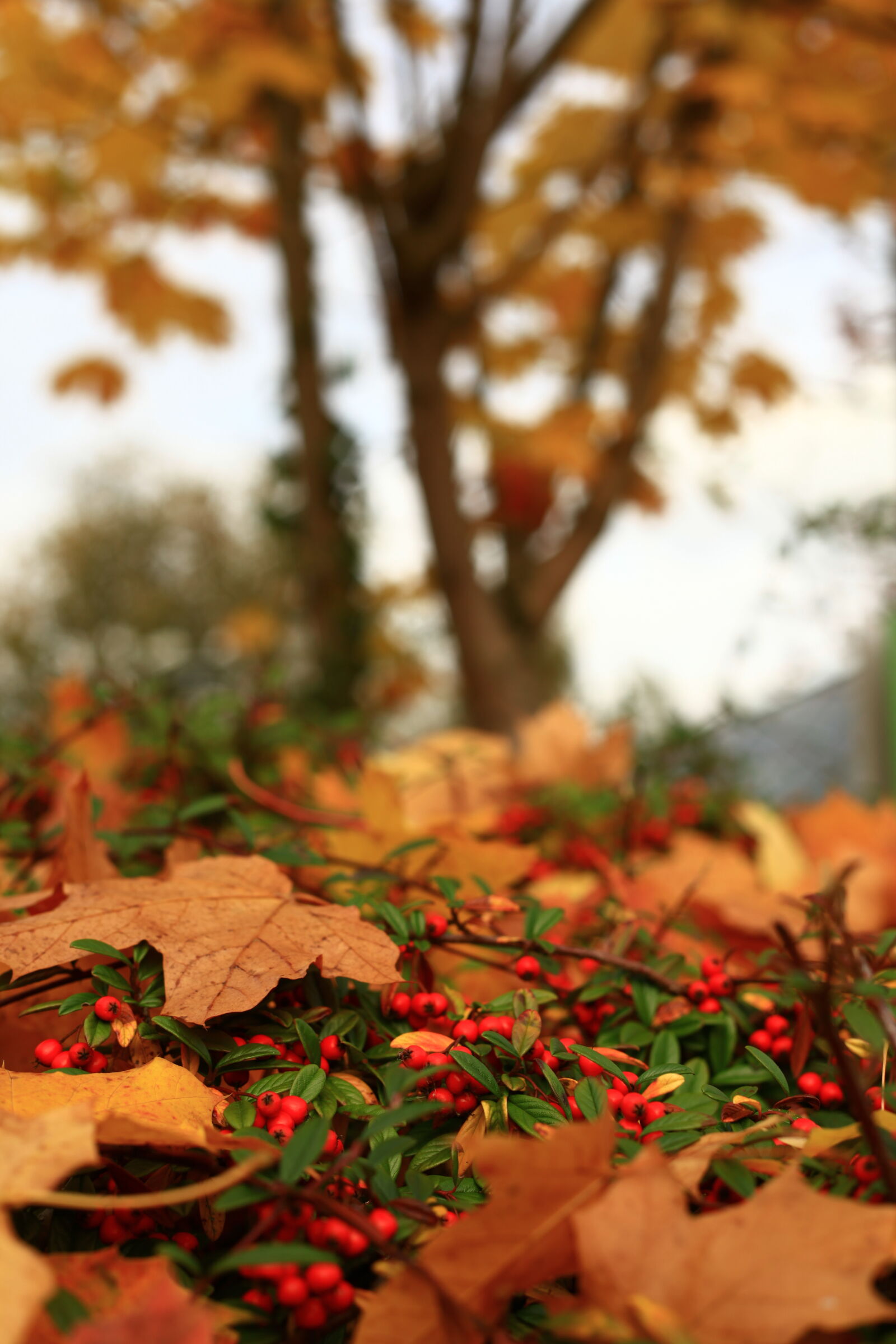 Canon EF 50mm F1.8 II sample photo. Autumn, colours, berries, brown photography