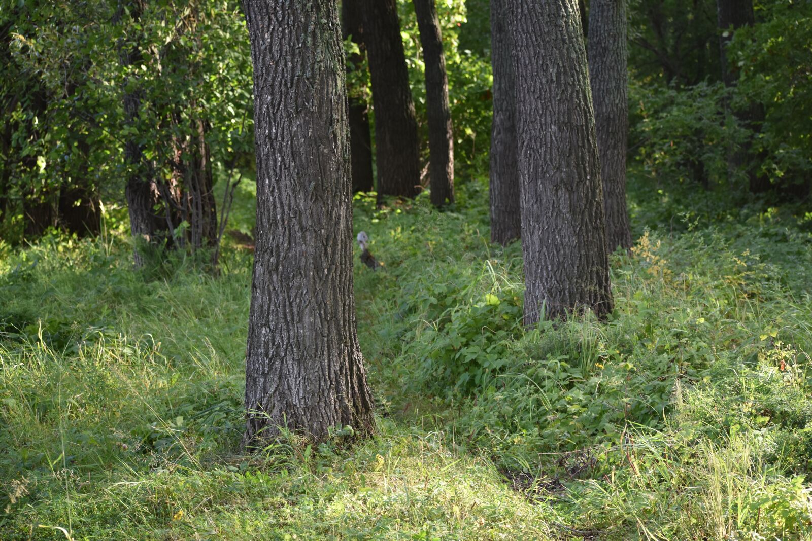 Nikon D3400 sample photo. Forest, summer, greens photography