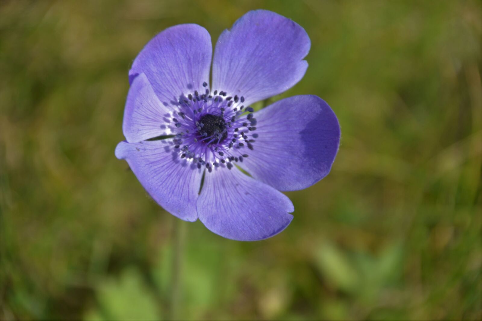 Nikon D3200 sample photo. Anemone coronaria, flower, spring photography
