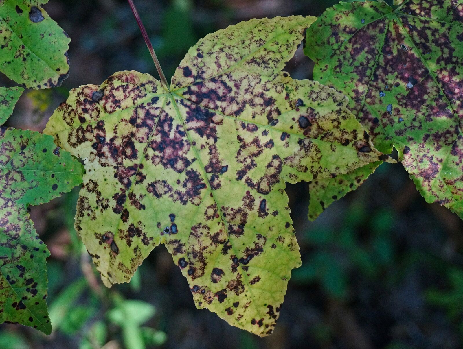 Sony Alpha NEX-5T sample photo. Leaf patterns, maple leaf photography