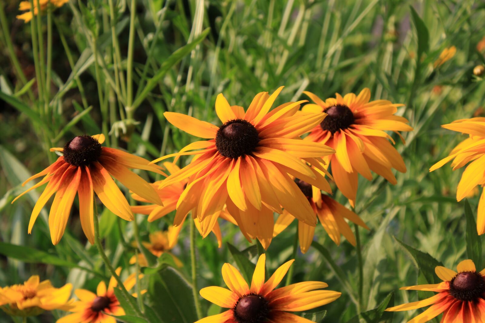 Canon EOS 50D sample photo. Rudbeckia, yellow flower, garden photography