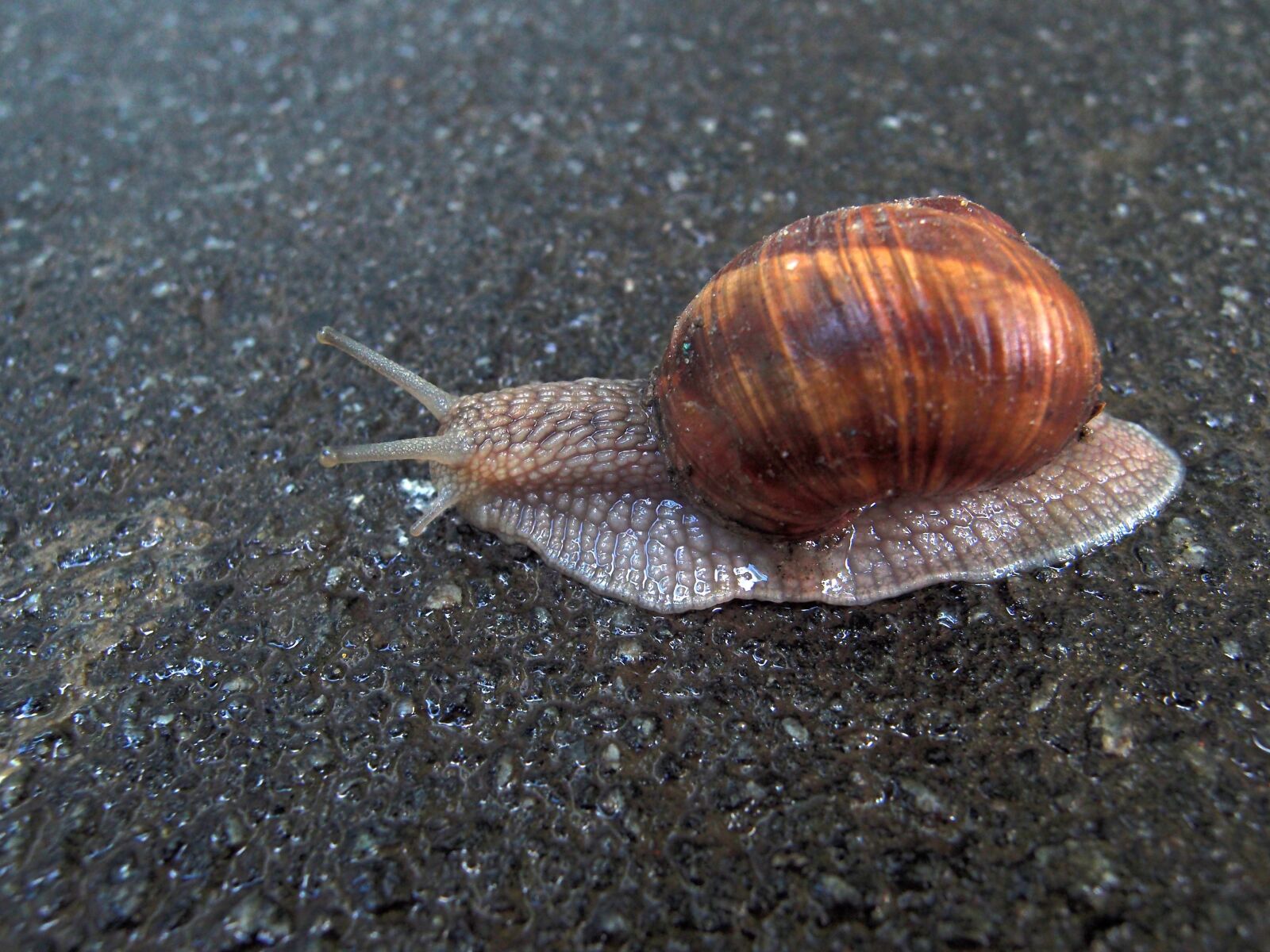 Olympus XZ-1 sample photo. Snail, clam, whelks photography
