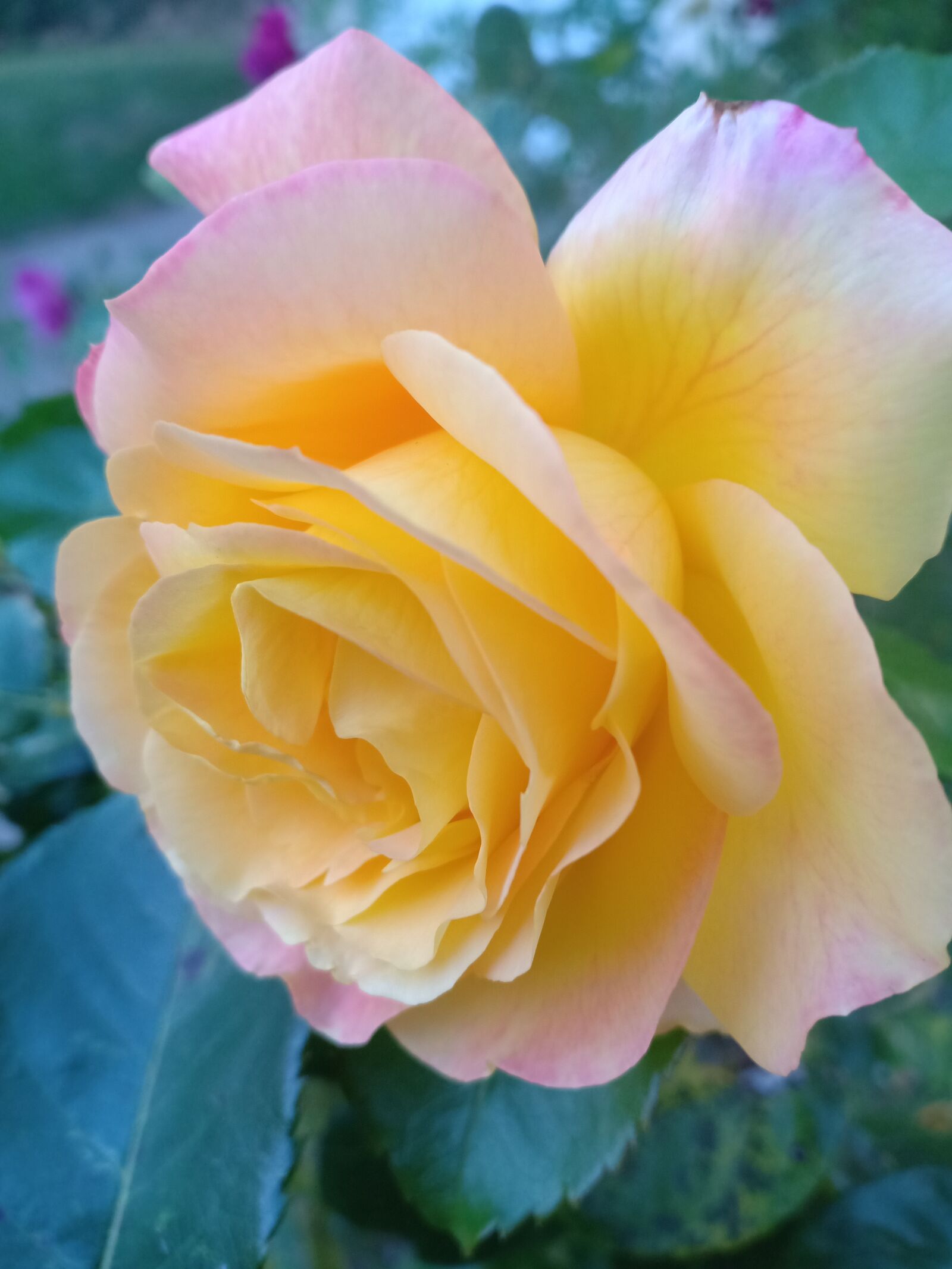 OPPO F7 sample photo. Rose, yellow, flower photography