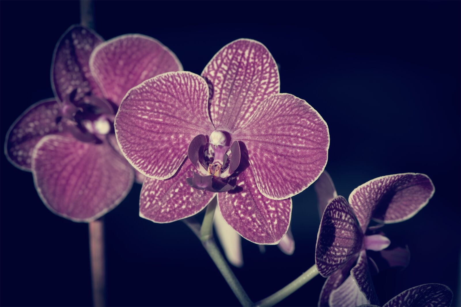 Nikon D750 sample photo. Orchid, flower, blossom photography