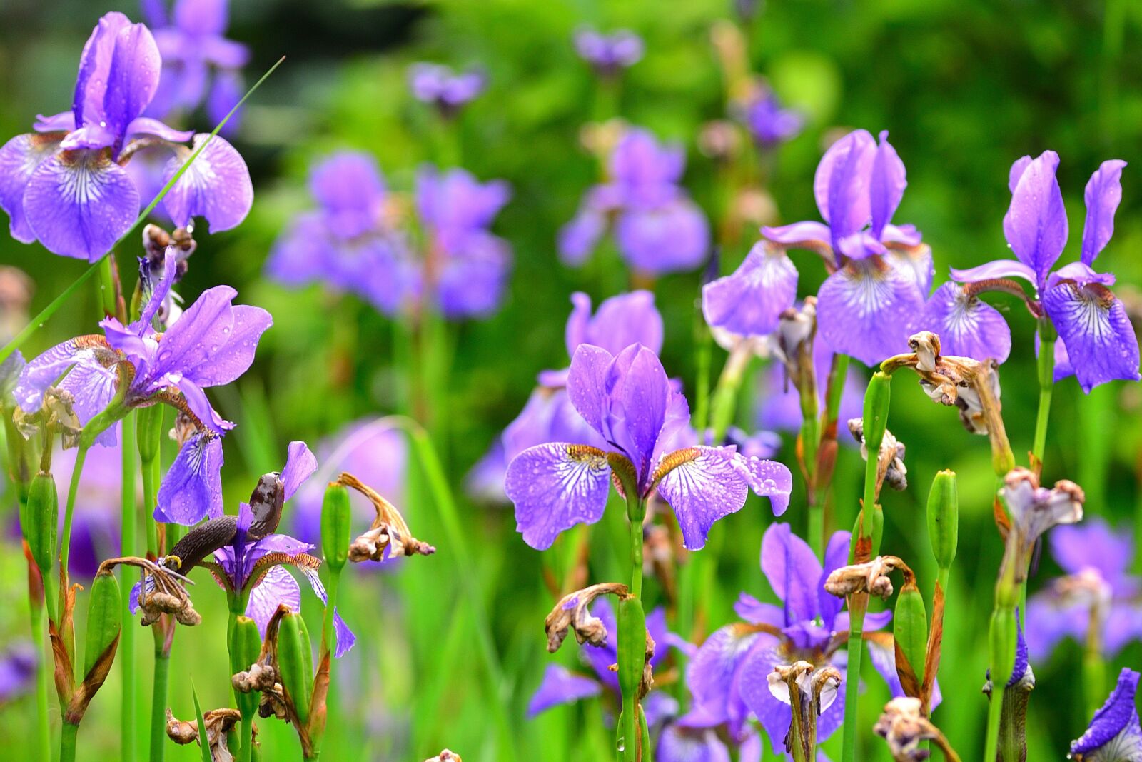 Nikon D3100 sample photo. Flowers, iris, snail photography