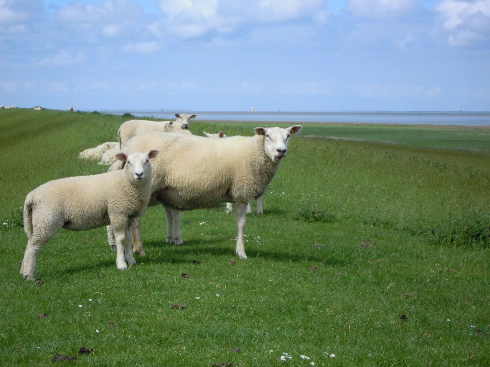 Nikon Coolpix S5100 sample photo. Sheep, meadow, rural photography