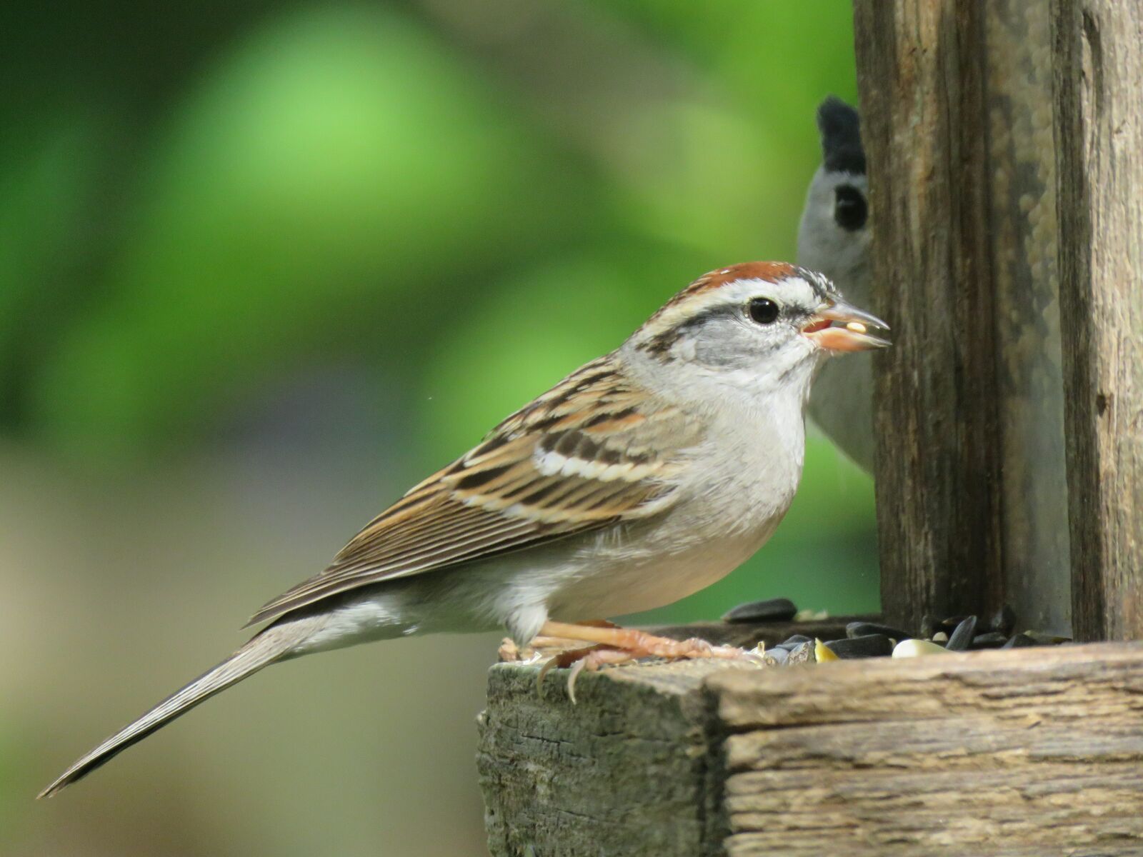 Canon PowerShot SX60 HS sample photo. Sparrow, wildlife, natural photography