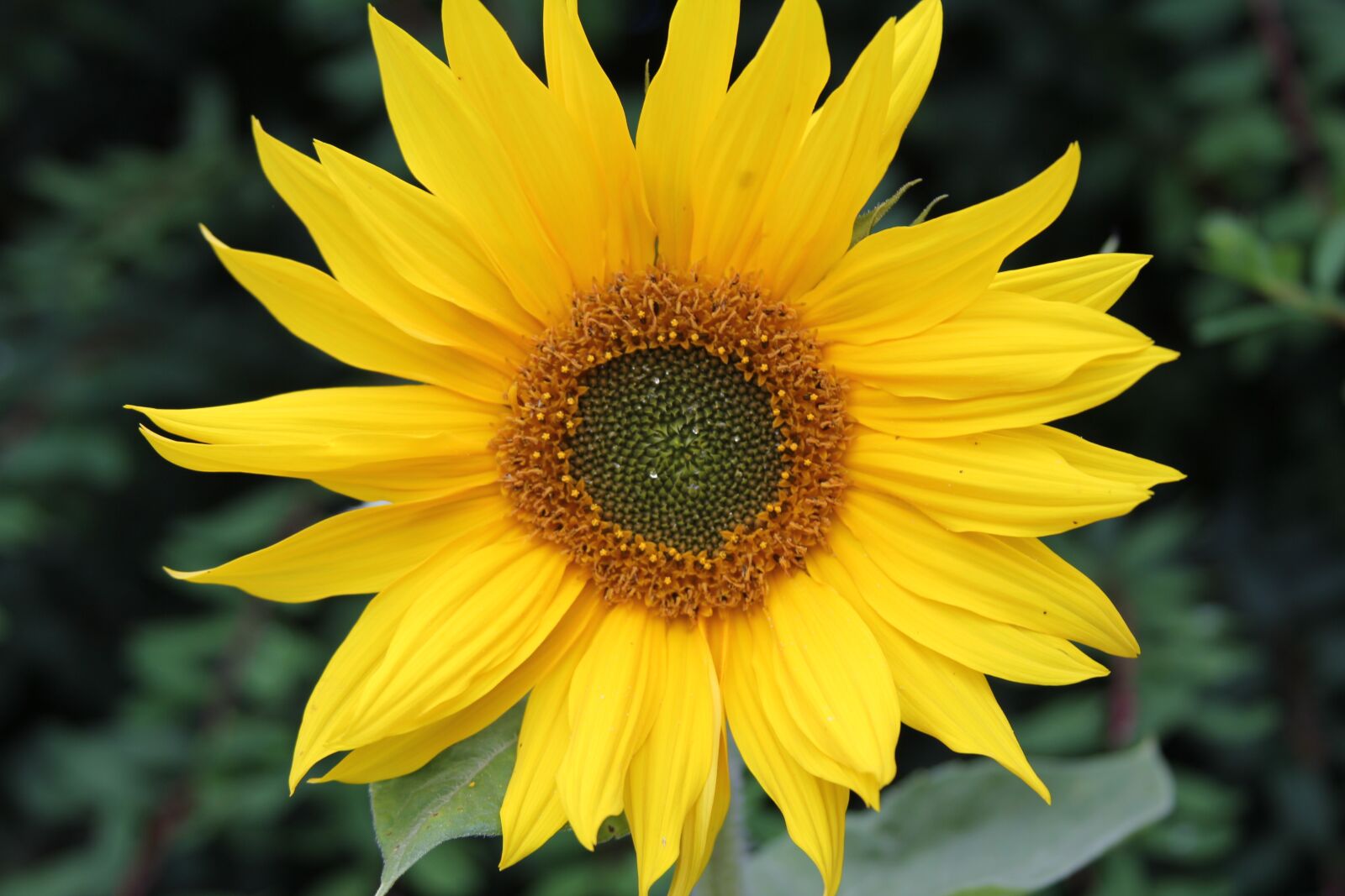 Canon EOS 550D (EOS Rebel T2i / EOS Kiss X4) sample photo. Sunflower, flower, petal photography