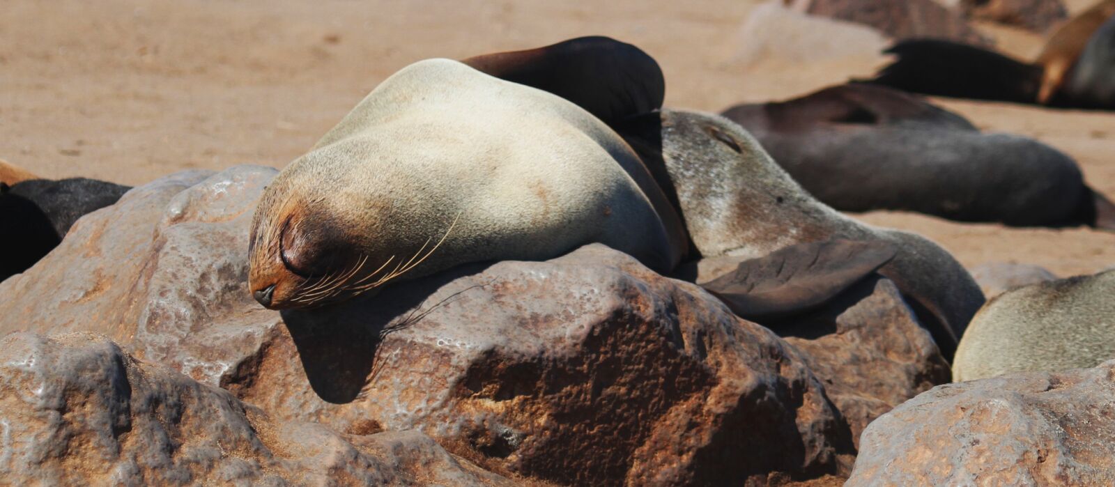 Canon EF 100-400mm F4.5-5.6L IS USM sample photo. Seal, namibia, cape cross photography