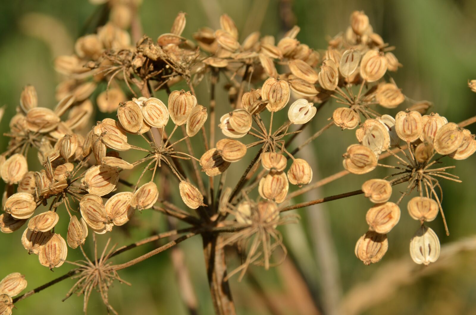 Nikon D7000 sample photo. Plant, seed, propagation photography