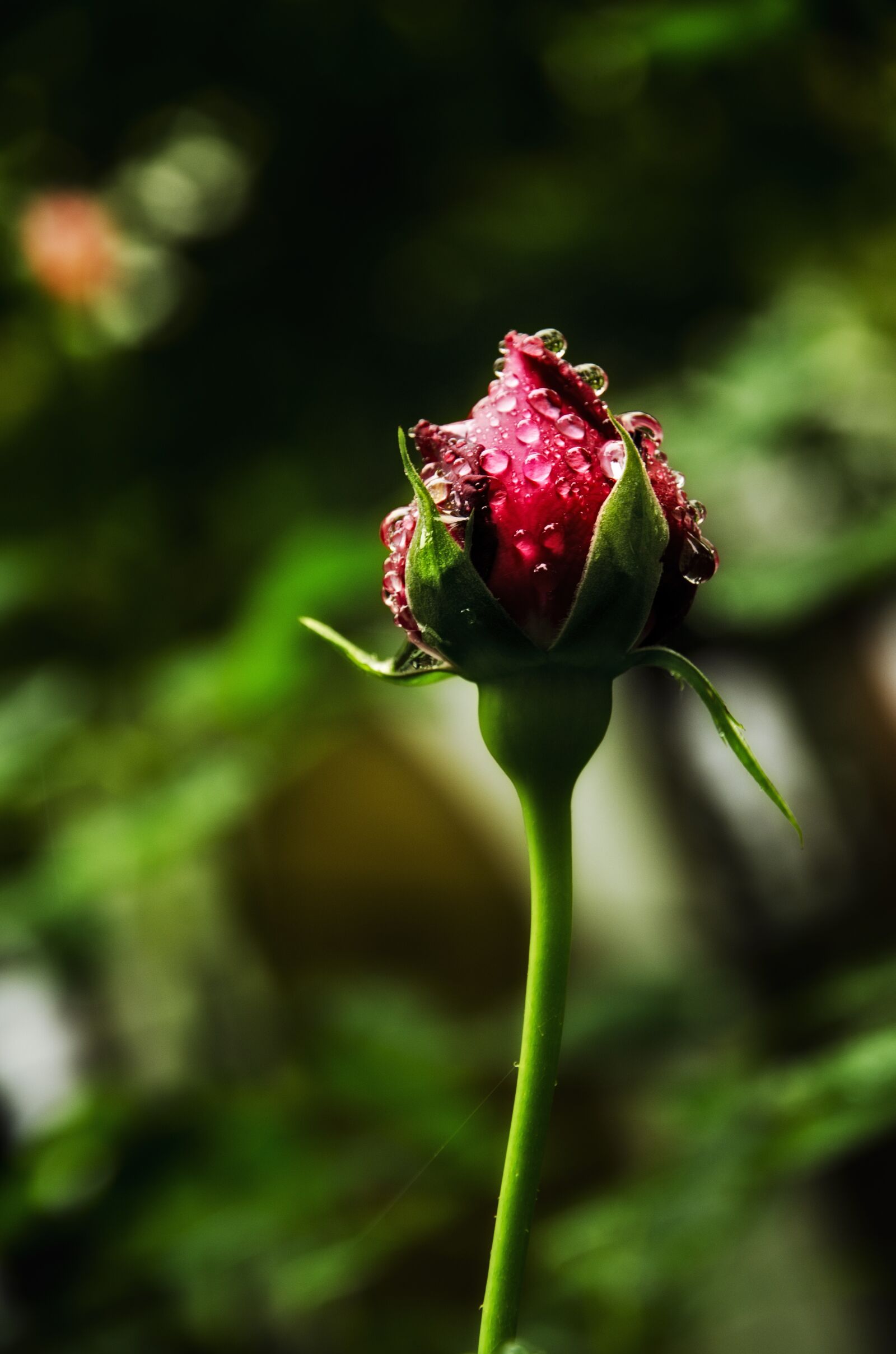 Nikon D7000 sample photo. Rose, rosebud, nature photography