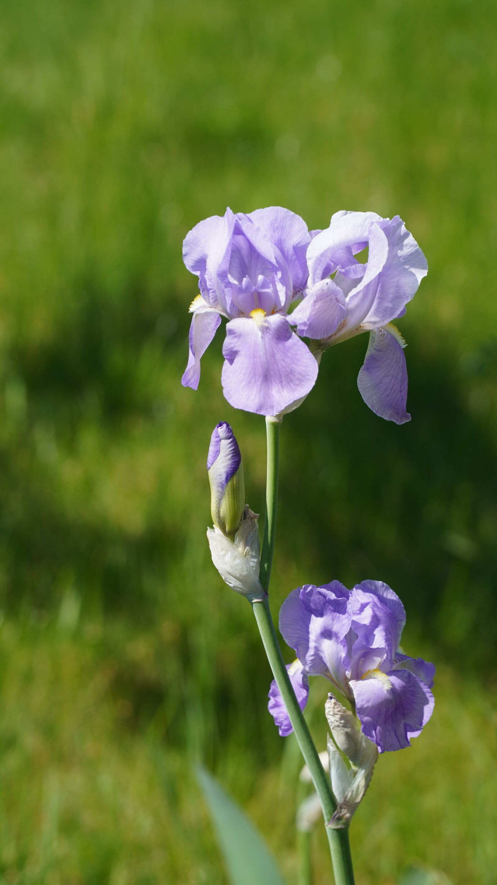 Sony E PZ 18-105mm F4 G OSS sample photo. Iris, blossom, bloom photography