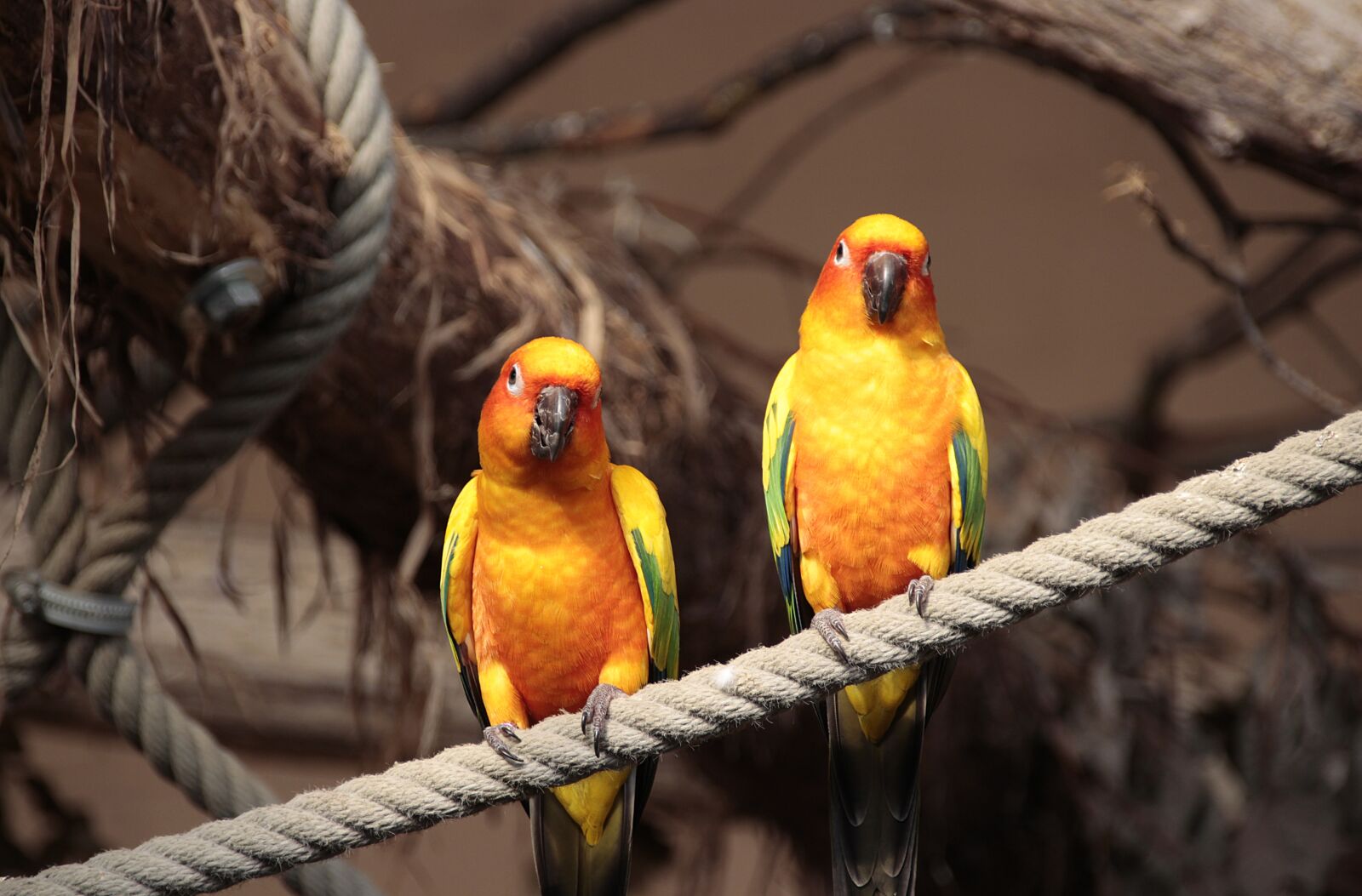 Canon EOS 700D (EOS Rebel T5i / EOS Kiss X7i) sample photo. Sun parakeet, animal, nature photography